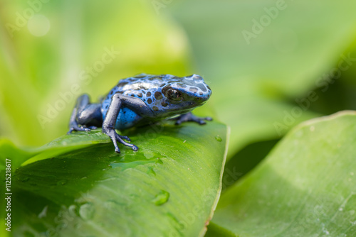 A beautiful adult female blue dyeing poison dart frog (Dendrobates tinctorius azureus). photo