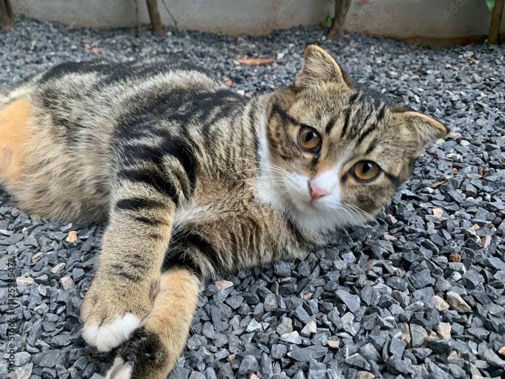 Naklejka premium Photo of a cat lying on a stone floor.
