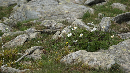 Fototapeta Naklejka Na Ścianę i Meble -  SASANKA ALPEJSKA - gatunek ściśle chroniony
