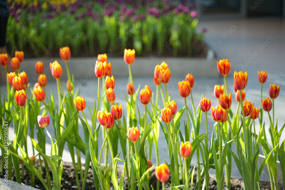 Obraz premium Tulip Garden Flowers Nature Background