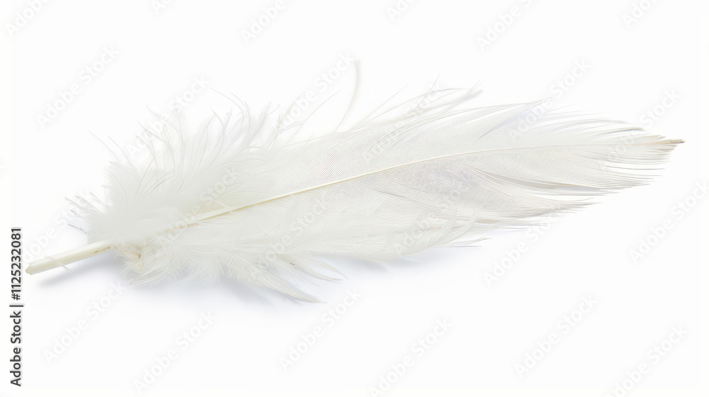 Obraz premium white feather isolated on white