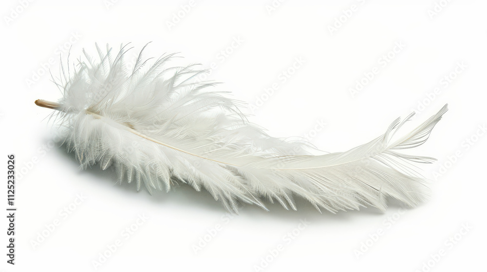 white feather isolated on white white feather isolated on white