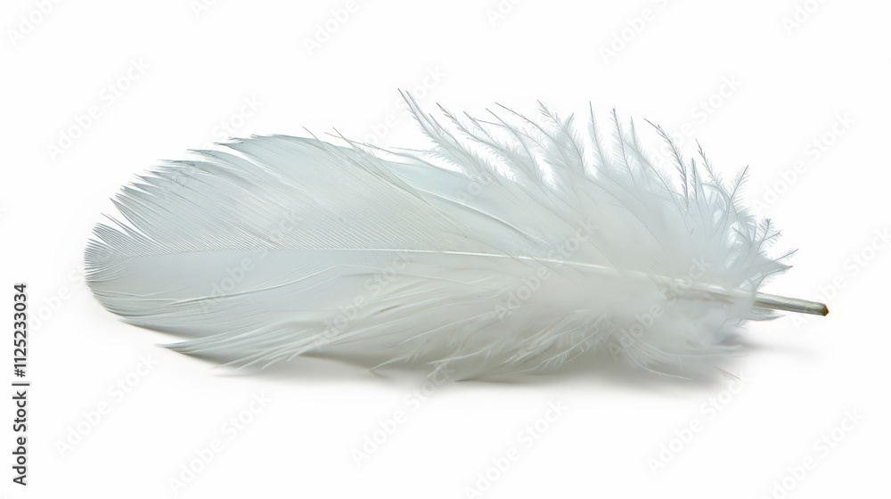 Fototapeta premium white feather isolated on white