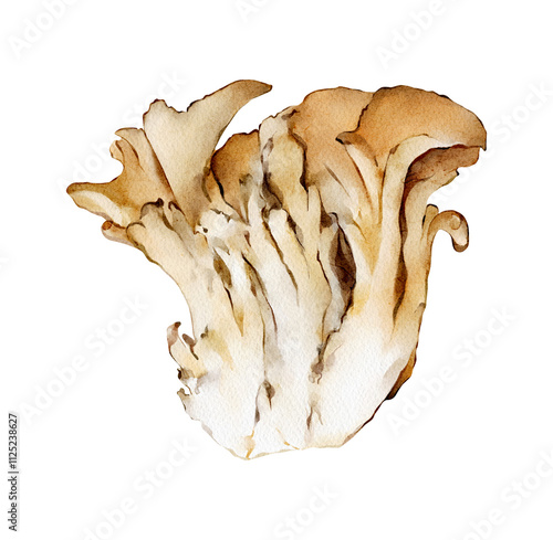 Maitake Mushroom illustration isolated. Hand-drawn edible fungi collection. Hen-of-the-woods. Japanese mushrooms. Grifola frondosa. Foraging
