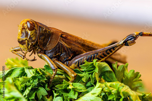 Dried grasshopper