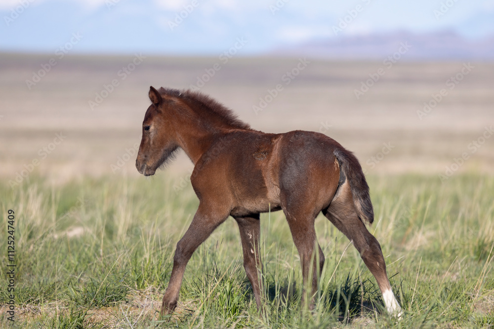 Fototapeta premium Wild Horse Foal in Springtime in the Utah Desert