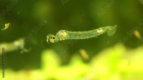 Phantom Midge larva (Chaoborus sp.) underwater in a pond, drifting and rotating slowly, macro close-up with copepod getting dangerously close.  photo