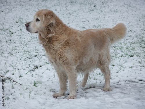 golden Nala photo