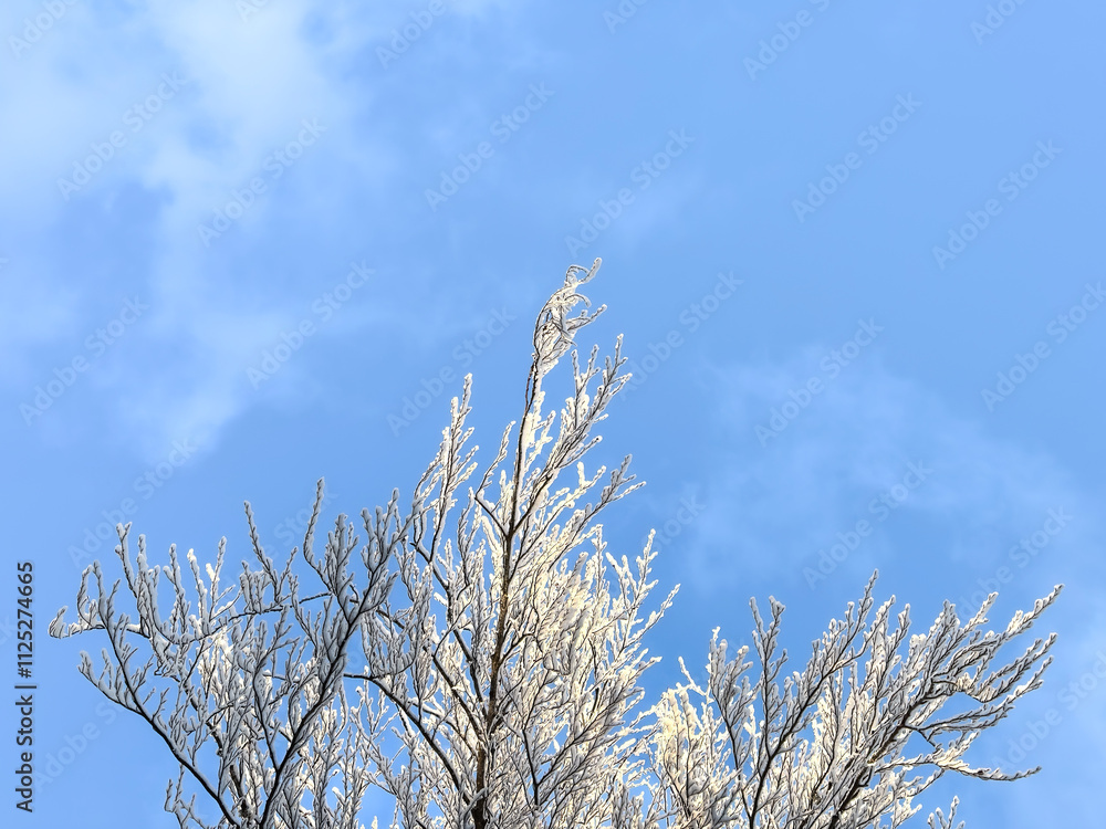 snow covered bare trees against a clear blue sky. abstract nature. abstract background. winter landscape. winter background. winter aesthetic. snowy snow covered bare trees against a clear blue sky. abstract nature. abstract background. winter landscape. winter background. winter aesthetic. snowy