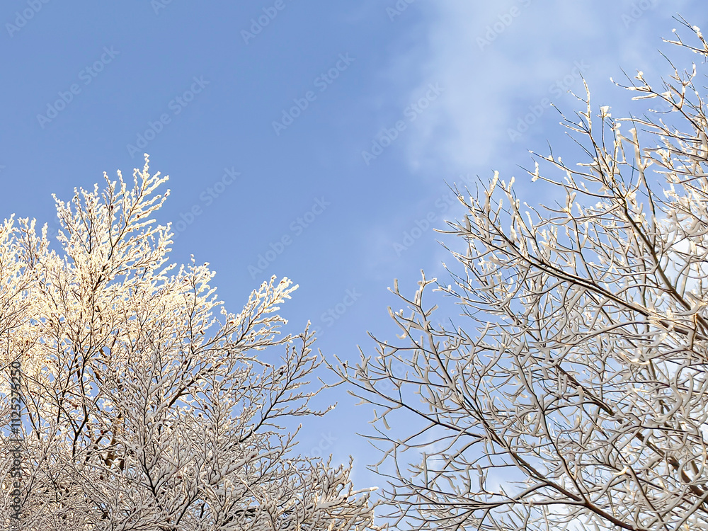 snow covered bare trees against a clear blue sky. abstract nature. abstract background. winter landscape. winter background. winter aesthetic. snowy