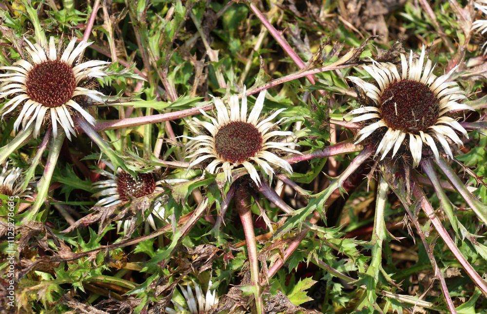 Stemless thistle (Carlina acaulis) grows in nature Stemless thistle (Carlina acaulis) grows in nature