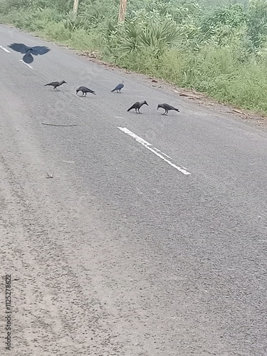 Crow eating food roadside buatyfull nature view 