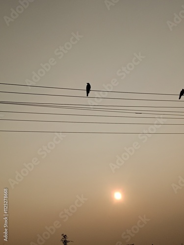 birds on the roof sunset beautiful 