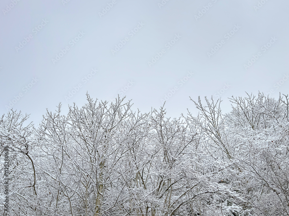 snow covered bare trees against a clear blue sky. abstract nature. abstract background. winter landscape. winter background. winter aesthetic. snowy snow covered bare trees against a clear blue sky. abstract nature. abstract background. winter landscape. winter background. winter aesthetic. snowy