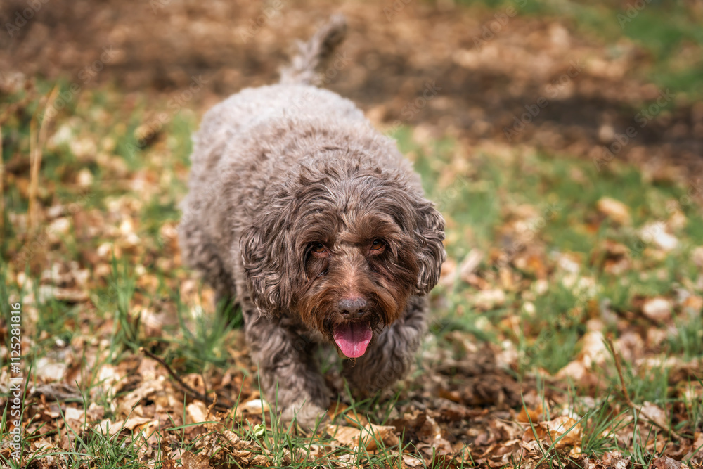 Brown cockapoo in the Windsor forest walking towards the camera Brown cockapoo in the Windsor forest walking towards the camera