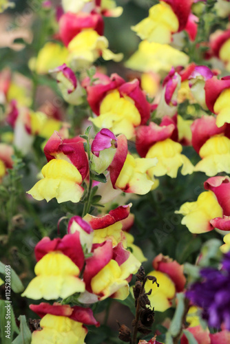 Antirrhinum blooms in a flower bed photo