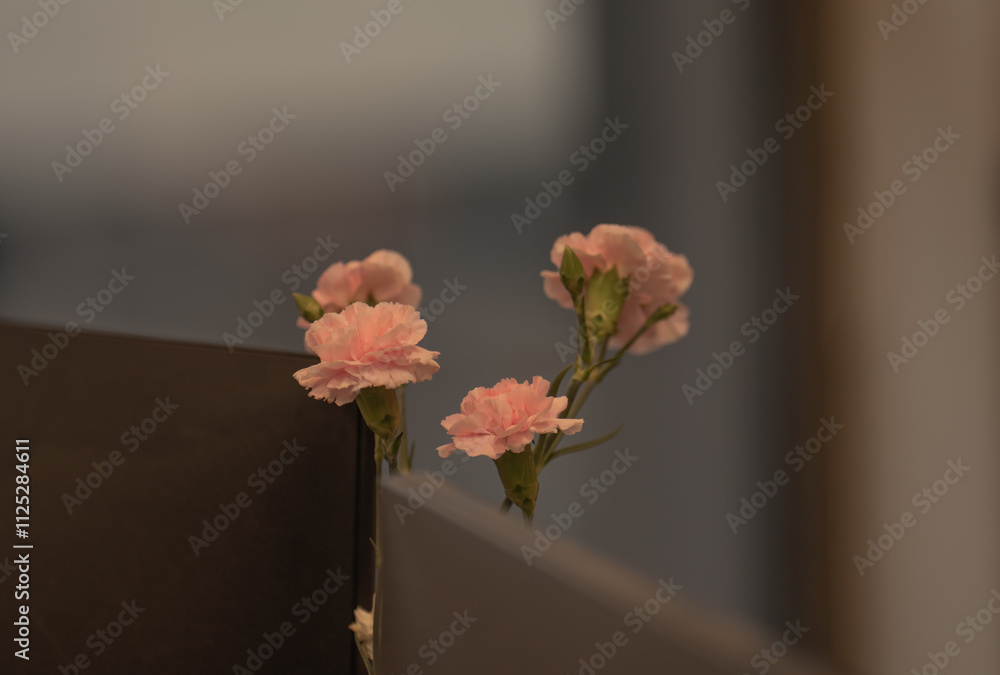 Fototapeta premium flower in a vase