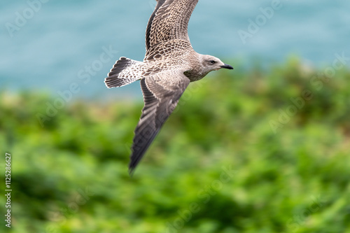 Closeup of a Rock Pippin in flight over Skomer Island