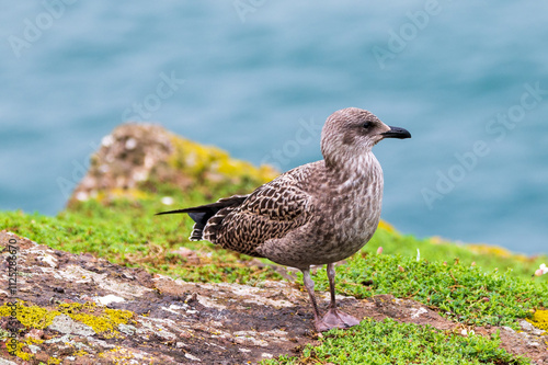 A single juvenile rock pippin near a cliff edge on Skomer Island