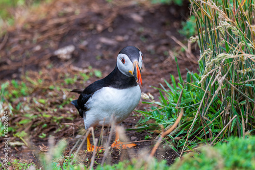 Puffin on Skomer Island standing in grassland