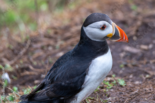 Closeup of a puffin standing in open grassland