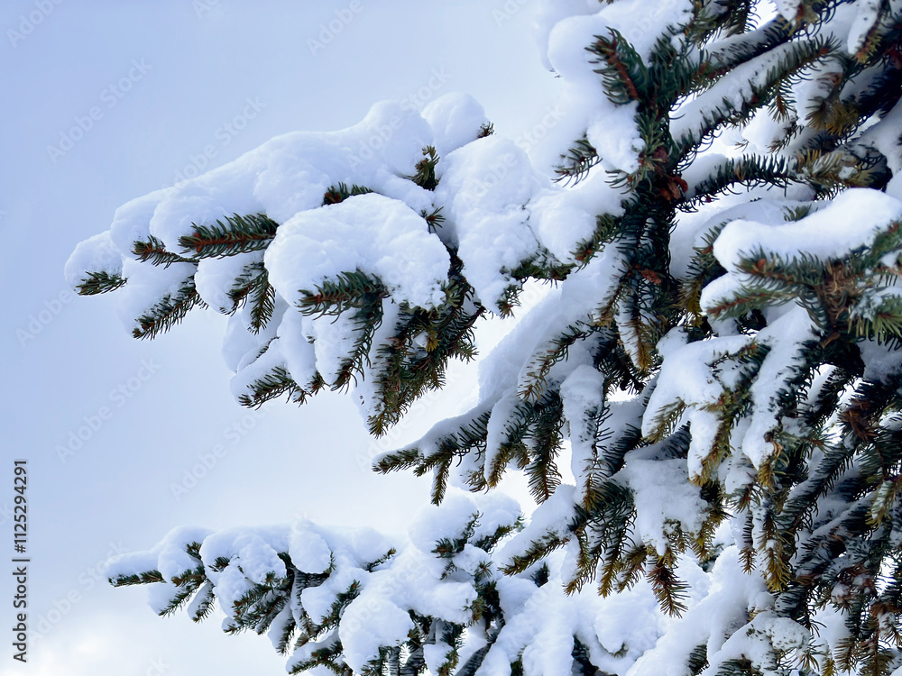 Obraz premium snow-covered pine tree branches. winter forest. space for text. winter background. winter aesthetic. snowy background. Christmas atmosphere