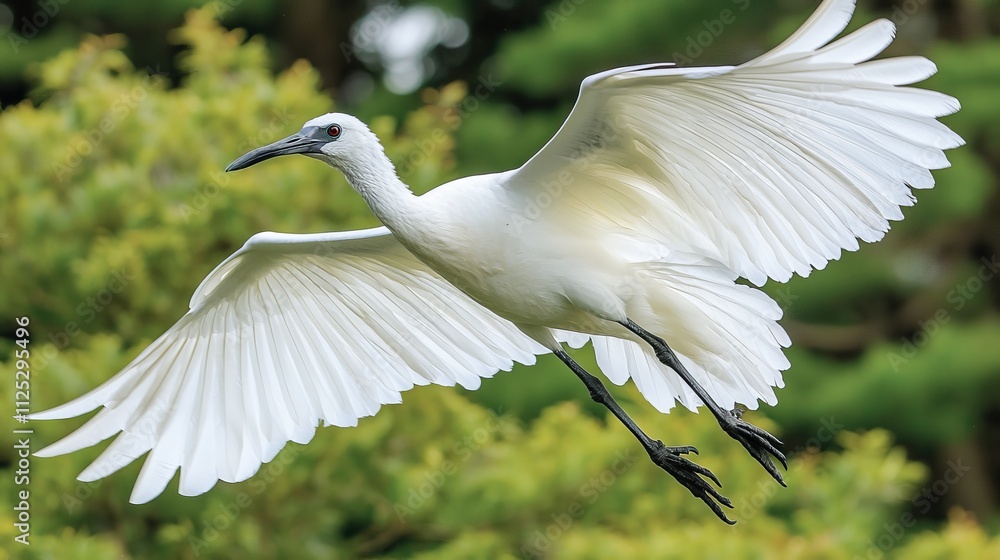 A white bird flying through the air with its wings spread A white bird flying through the air with its wings spread