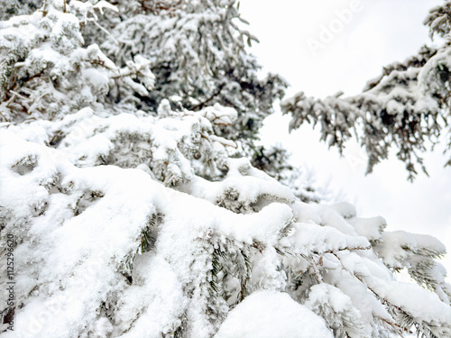 snow-covered pine tree branches. winter forest. space for text. winter background. winter aesthetic. snowy background. Christmas atmosphere