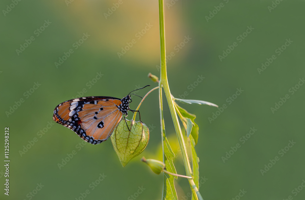 Sultan butterfly (Danaus chrysippus) flying in the Mugla region of Turkey