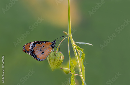 Obraz na płótnie Sultan butterfly (Danaus chrysippus) flying in the Mugla region of Turkey w salonie