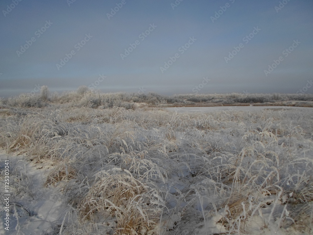 Pine trees covered with snow on a frosty morning. Beautiful winter nature. Sun snow forest landscape. Pine trees covered with snow on a frosty morning. Beautiful winter nature. Sun snow forest landscape.