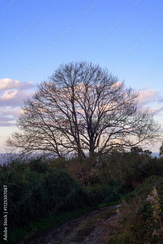 Arbol sin hojas junto al mar al atardecer Arbol sin hojas junto al mar al atardecer