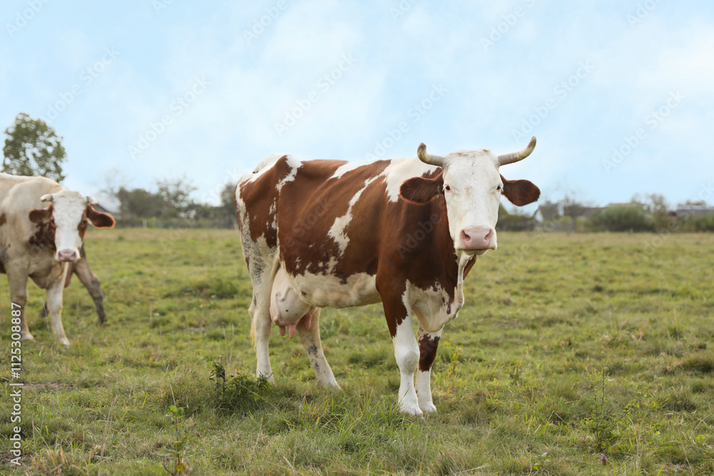Beautiful cows grazing on green grass outdoors Beautiful cows grazing on green grass outdoors