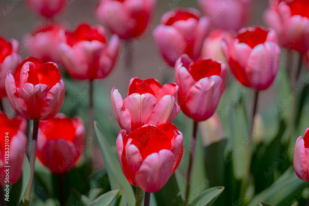 Blossom spring. Bunch of tulips. Close up spring flowers. Amazing tulips blooming in garden. Tulip flower plants landscape. Spring blossom background. Blossom spring. Bunch of tulips. Close up spring flowers. Amazing tulips blooming in garden. Tulip flower plants landscape. Spring blossom background.
