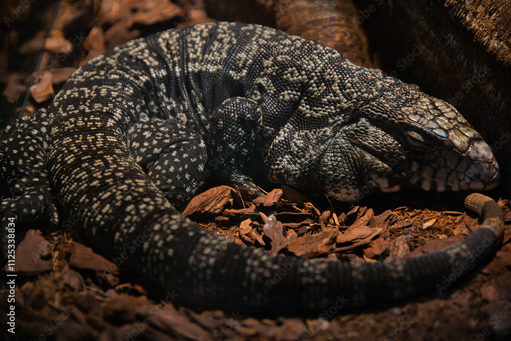 Obraz premium lizard on the stone