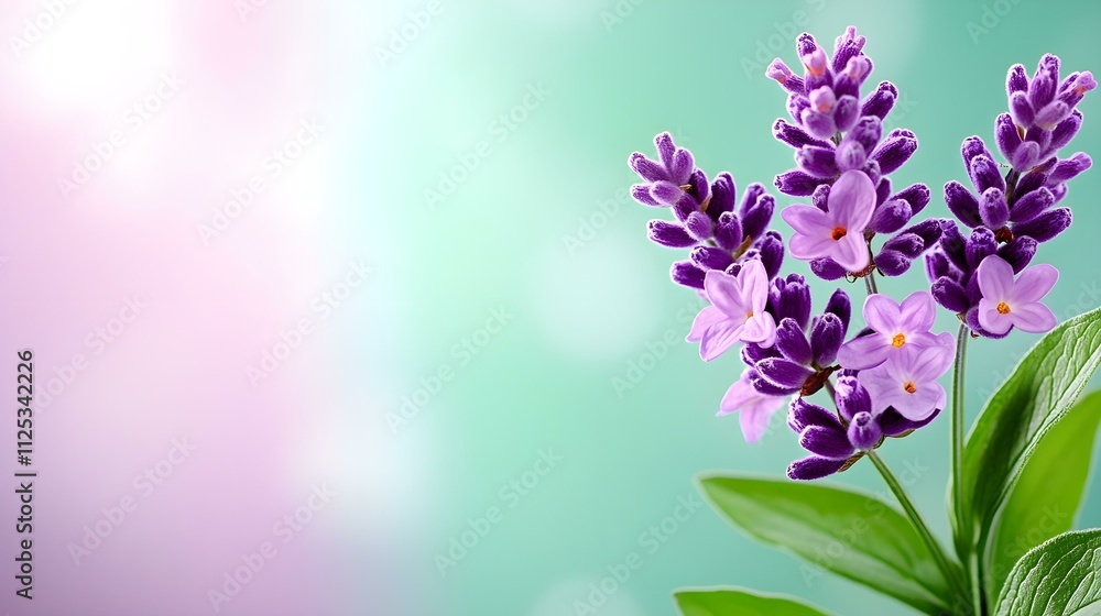 Lavender Serenity: Delicate purple lavender blossoms on a soft teal background, capturing the essence of tranquility and natural beauty. Lavender Serenity: Delicate purple lavender blossoms on a soft teal background, capturing the essence of tranquility and natural beauty.