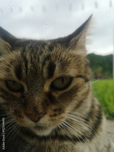 close up of a cat