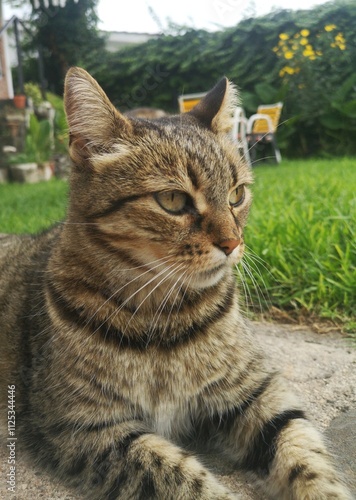 cat in the garden