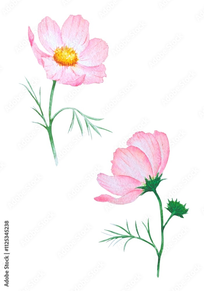 Obraz premium Watercolor illustration of delicate pink cosmos flowers with thin green stems and leaves on a white background. Great for spring design and decor, cards, prints.