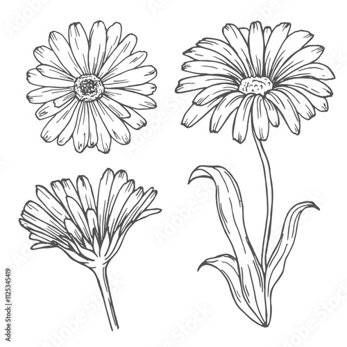 Calendula flowers set, line art drawing. Marigold flowers, outline floral design elements isolated on white background, vector illustration. Hand drawn flowers, buds and leaves