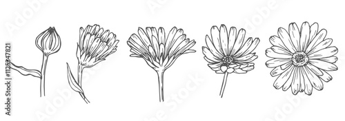 Calendula flowers set, line art drawing. Marigold flowers, outline floral design elements isolated on white background, vector illustration. Hand drawn flowers, buds and leaves