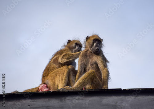 A pair of baboons groom each other on top of a safari lodge in a national park in Zimbabwe.