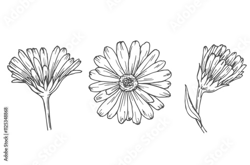 Calendula flowers set, line art drawing. Marigold flowers, outline floral design elements isolated on white background, vector illustration. Hand drawn flowers, buds and leaves