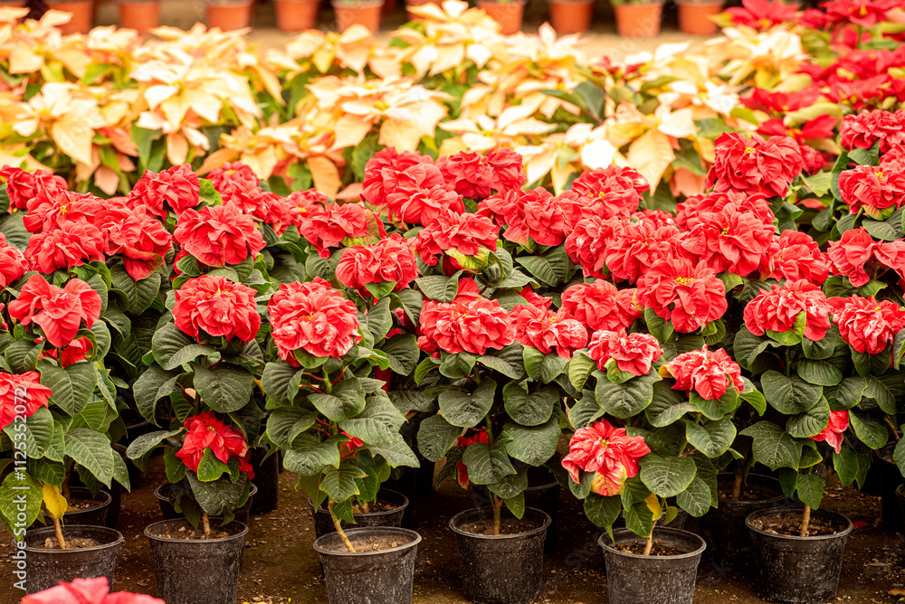flor de noche buena, plantas, rojo, navidad, flor, fábrica, pote, florecer, naturaleza, rosa, flor, hojas, florecer, aislada, flor de pascua, decoraciones flor de noche buena, plantas, rojo, navidad, flor, fábrica, pote, florecer, naturaleza, rosa, flor, hojas, florecer, aislada, flor de pascua, decoraciones