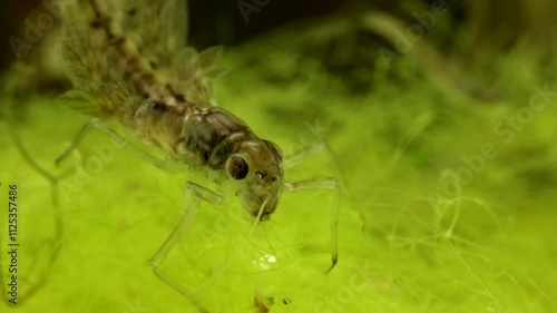 Mayfly nymph (Callibaetis sp.) underwater in a pond, feeding on filamentous algae, macro close-up and showing mouthparts. photo