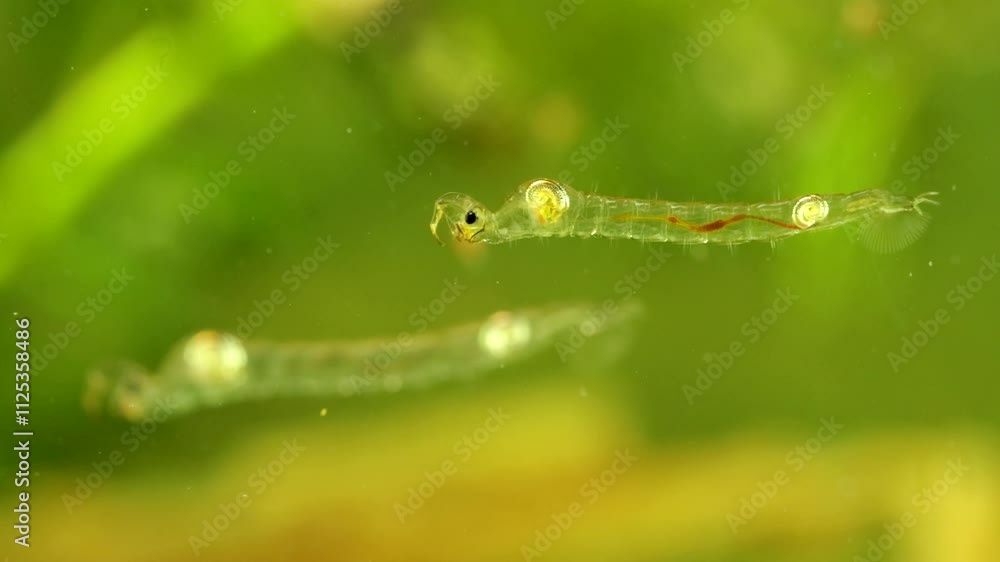 Phantom Midge larva (Chaoborus sp.) underwater in a pond, drifting backwards to the right, drifting across frame, macro close-up. Phantom Midge larva (Chaoborus sp.) underwater in a pond, drifting backwards to the right, drifting across frame, macro close-up.