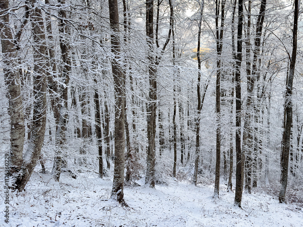 winter snow forest landscape. winter background. winter aesthetic. snowy background. Christmas atmosphere winter snow forest landscape. winter background. winter aesthetic. snowy background. Christmas atmosphere