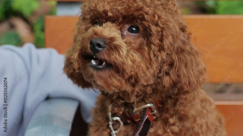 A brown poodle with fluffy coat is being held outdoors, showcasing its adorable features A brown poodle with fluffy coat is being held outdoors, showcasing its adorable features
