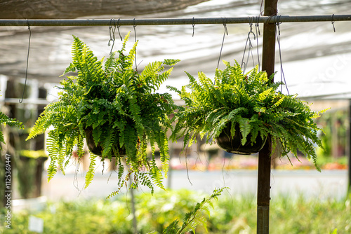 Helecho de Boston, árbol, naturaleza, la palma, fábrica, bosque, tropical, huerta, árbol, hojas, fábrica, hojas, verano