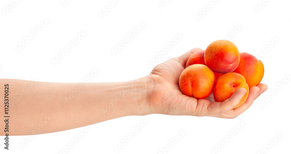 apricots in hand path isolated on white apricots in hand path isolated on white